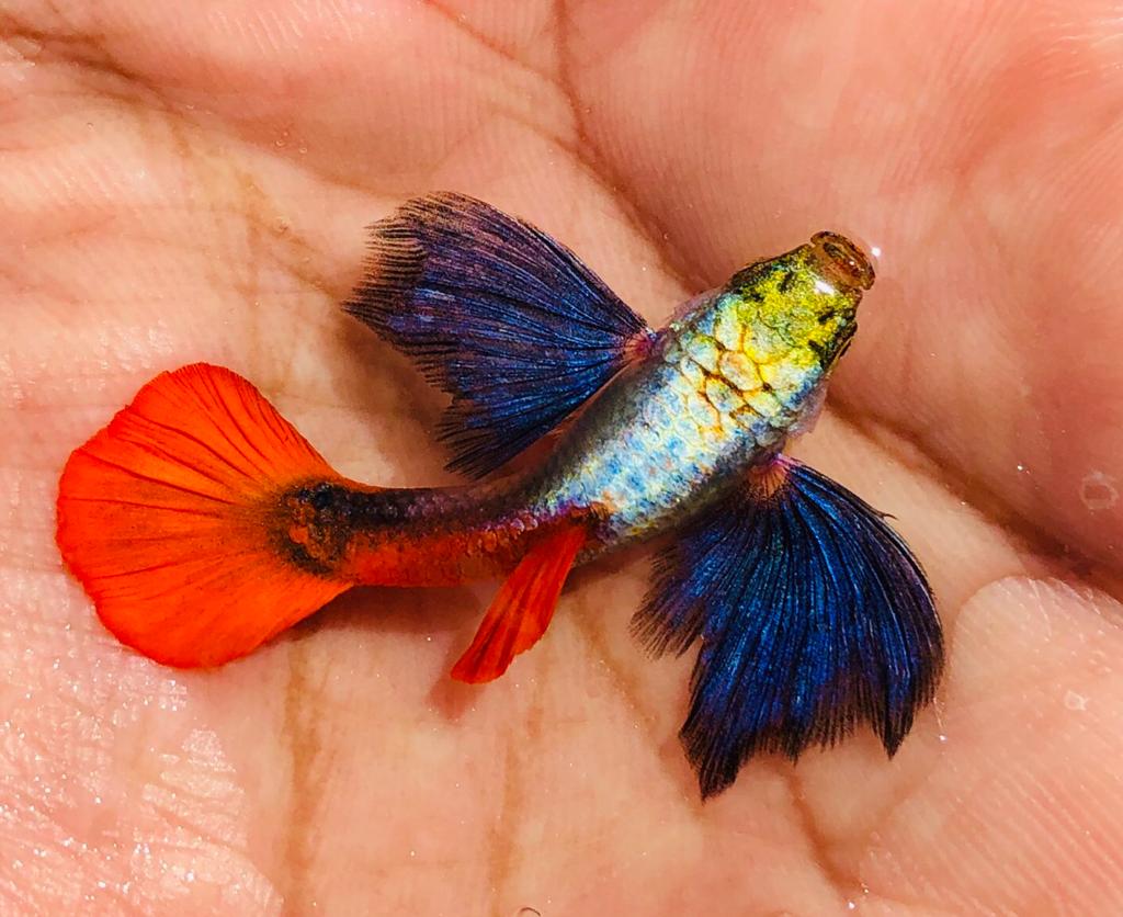Platinum Red Tail Dumbo Ear Guppy