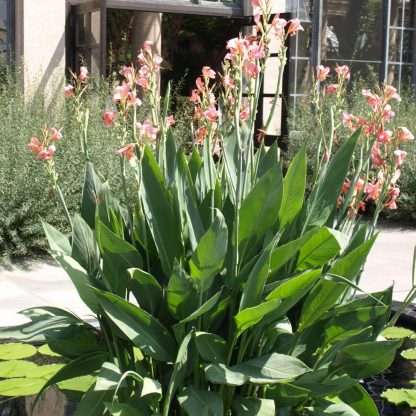 Pink Canna Lilies – Marginal Plant