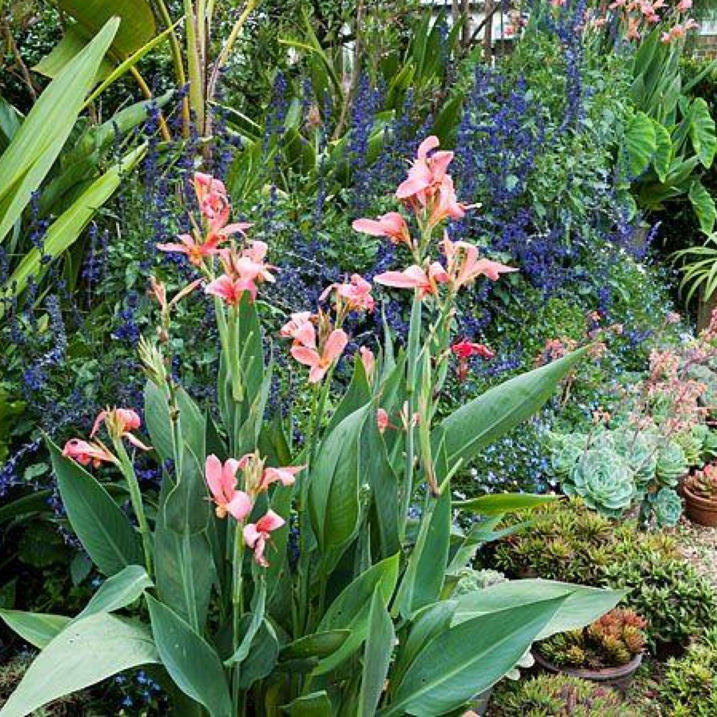 Pink Canna Lilies – Marginal Plant