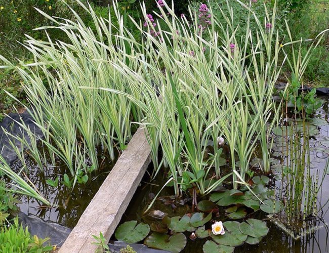 Variegated Cattail – Marginal Plant