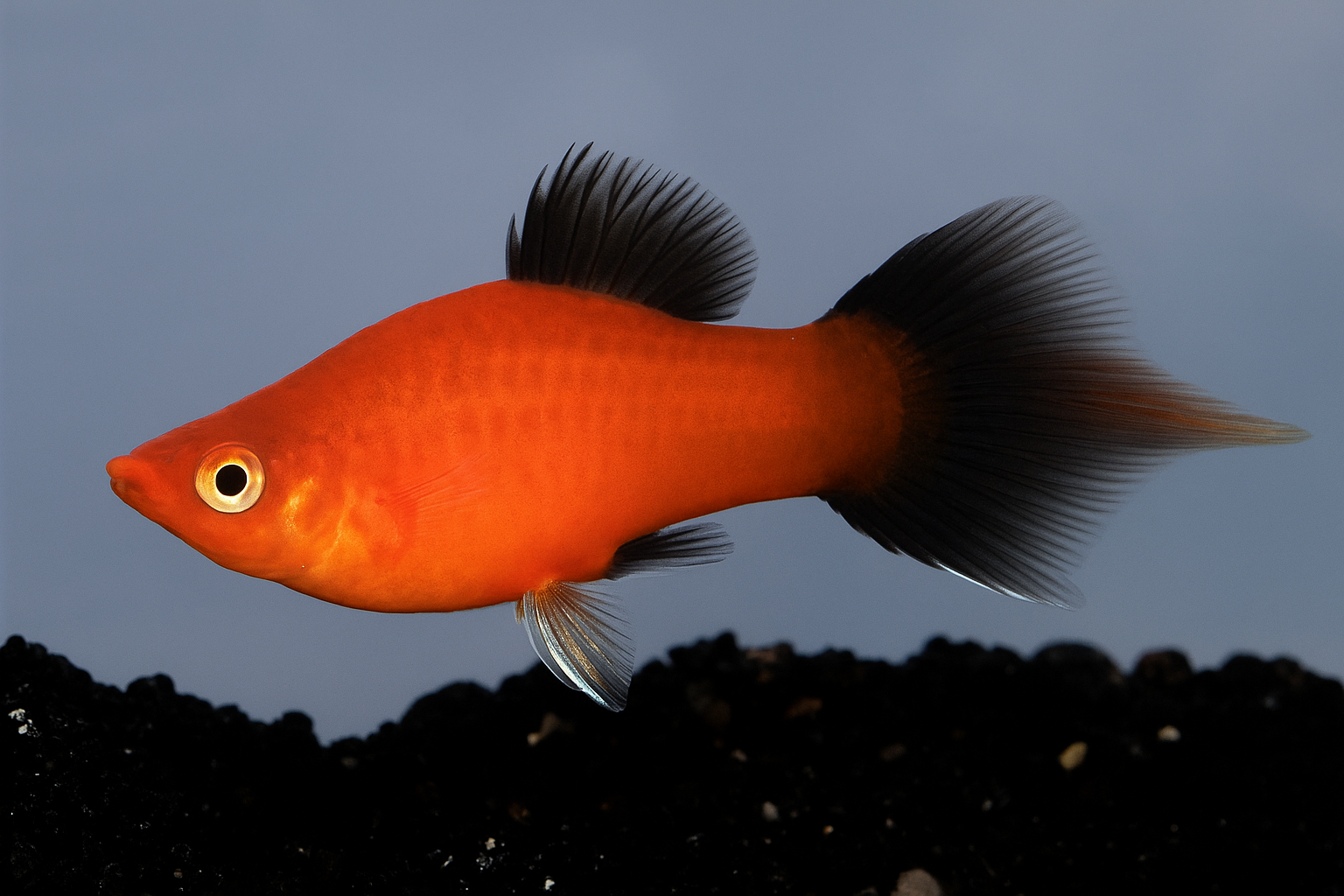 Red Wag Pin Tail Platy - Mix (Non-Gender Specific)