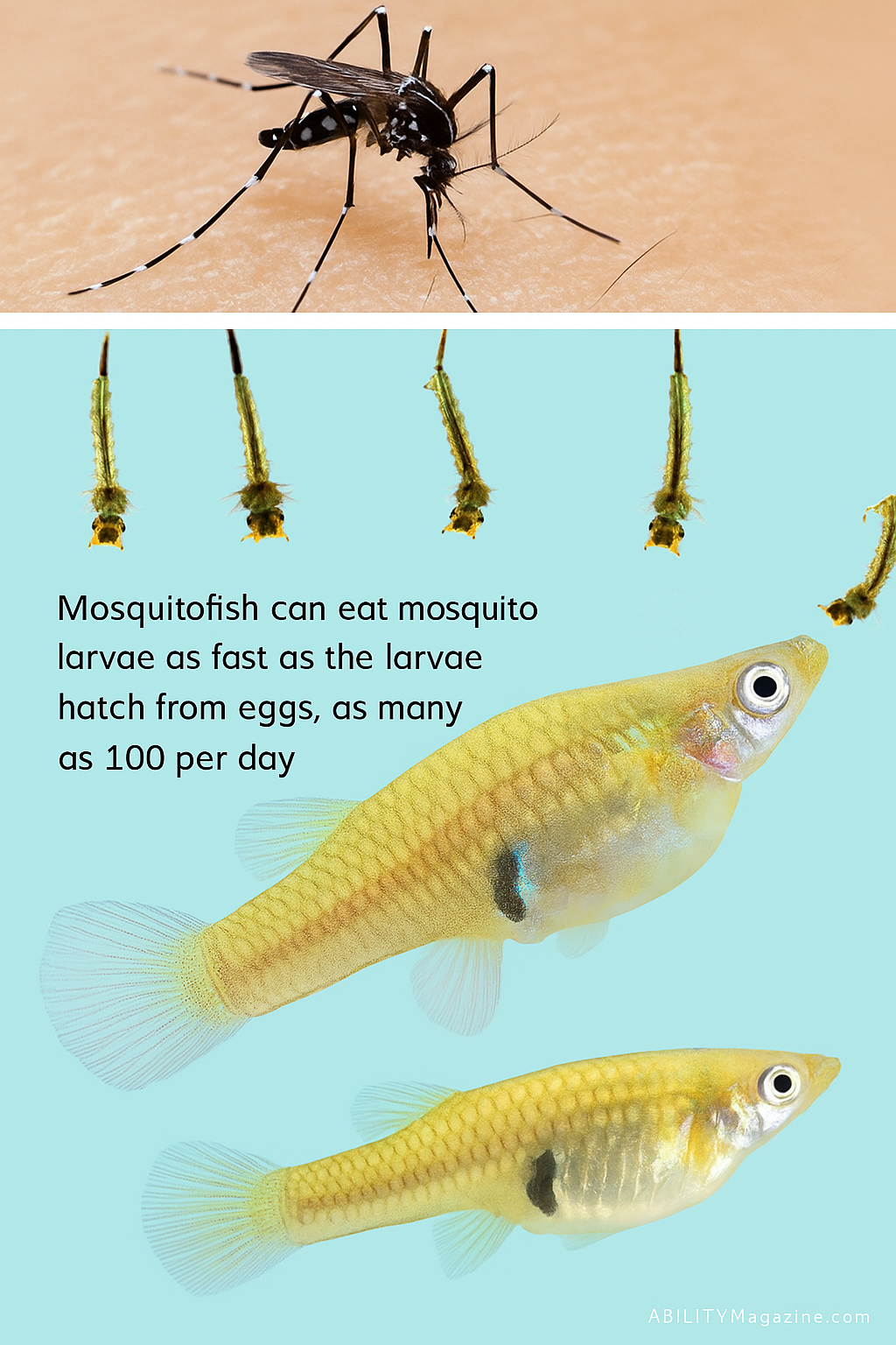 Mosquitofish