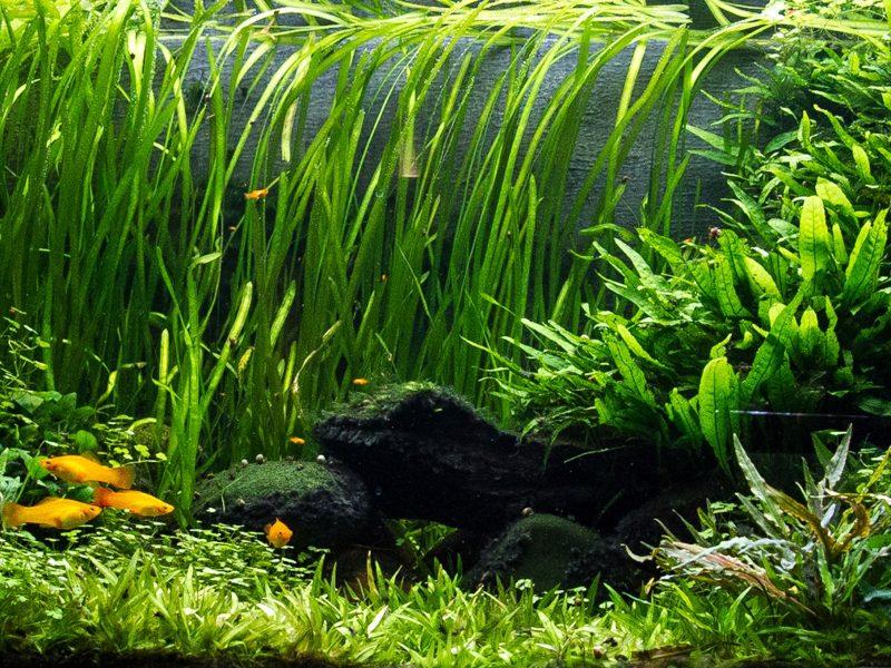 Common Jungle Val (Set of 10)