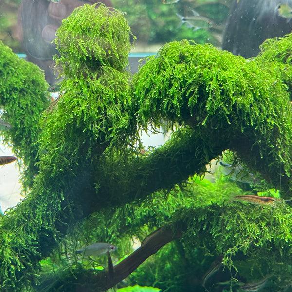 Weeping Moss