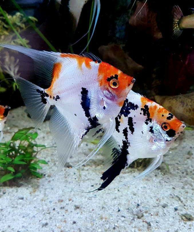 Koi Angel Fish (Juvenile) - Mix (Non-Gender Specific)