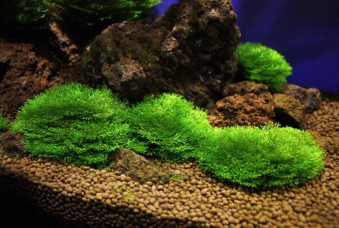 Riccia Fluitans (Sold in Small Cups)