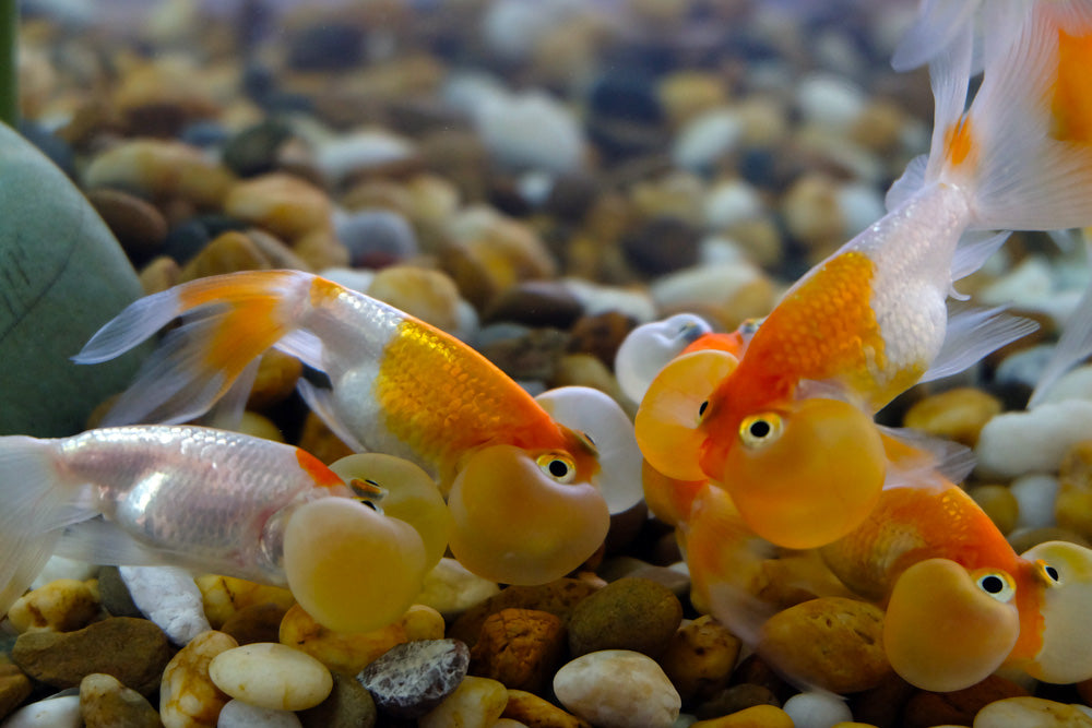 Bubble Eye Goldfish