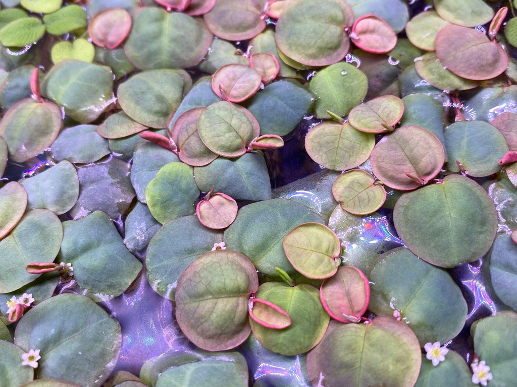Red Root Floater