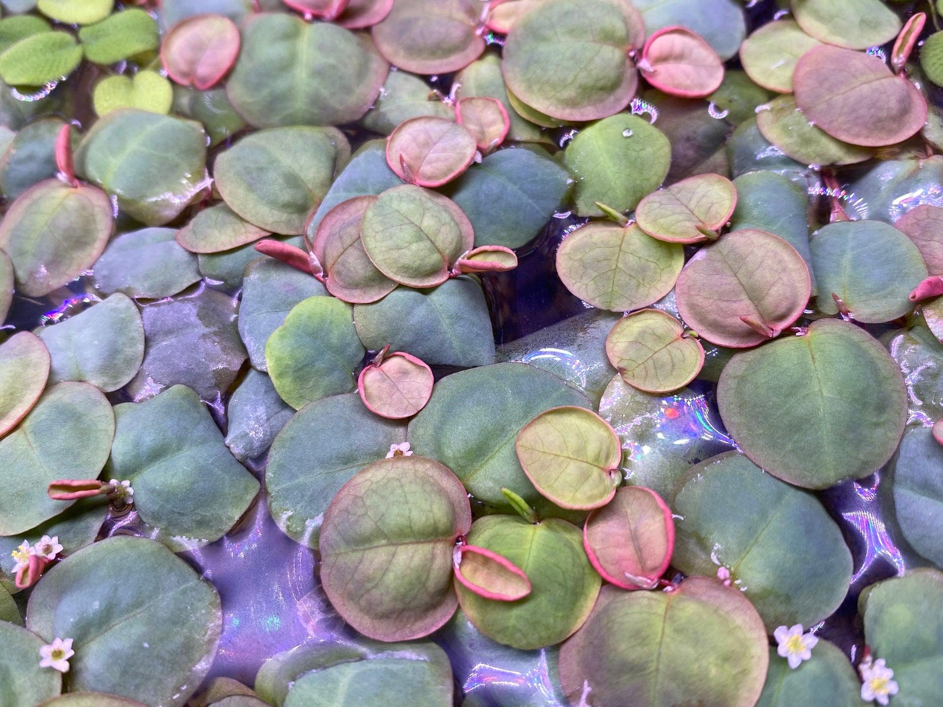 Red Root Floater