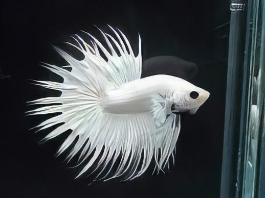 Platinum White Crowntail Betta (Male)