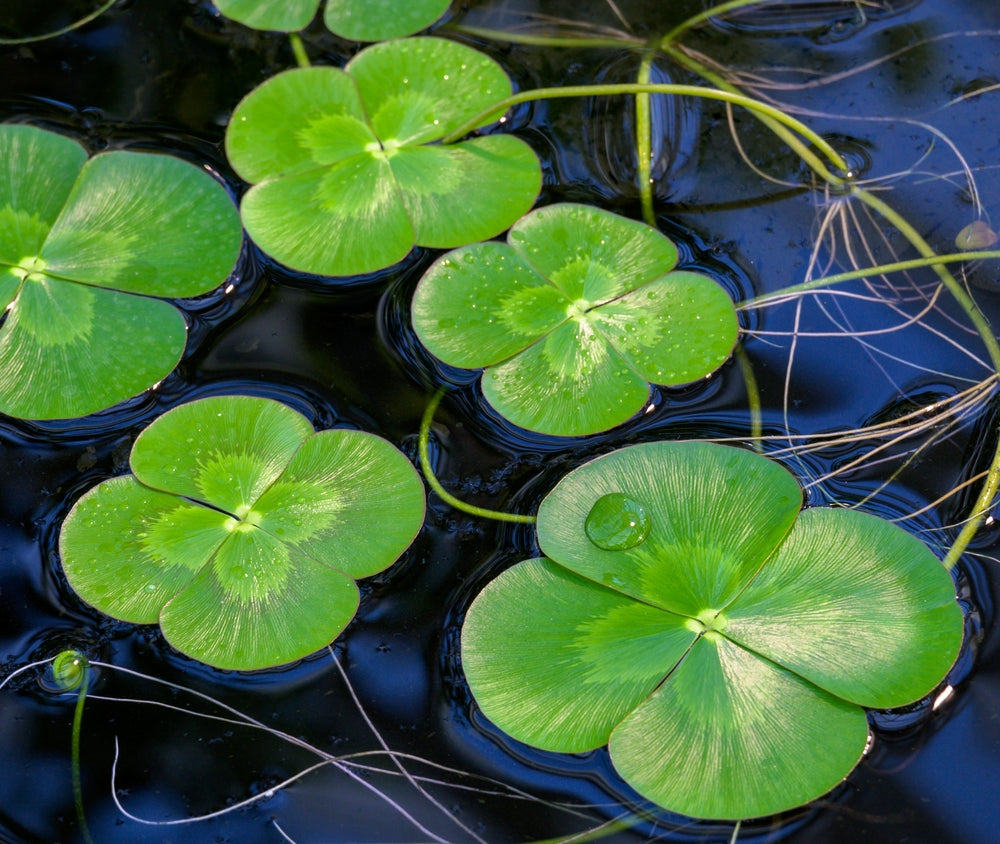 Variegated Four Leaf Clover – Marginal Plant/Surface Floating
