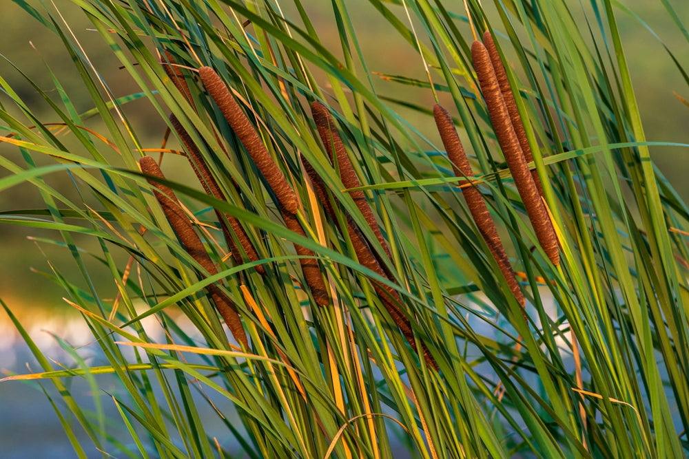 Narrow Leaf Cattail - Marginal Plant