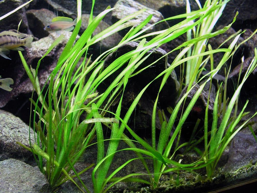 Common Jungle Val (Set of 10)
