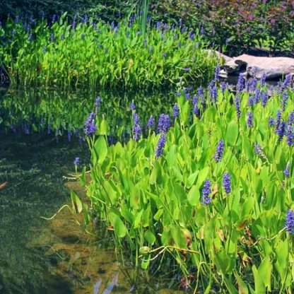 Purple Pickerel – Marginal Plant