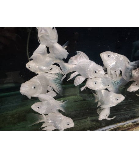 Short Body Platinum Butterfly Koi - 3in - 4in