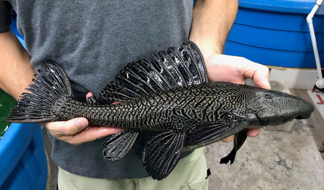 Common Pleco 12in +