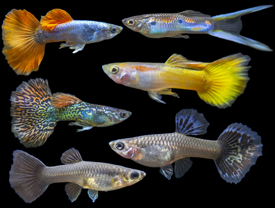 Assorted Guppies