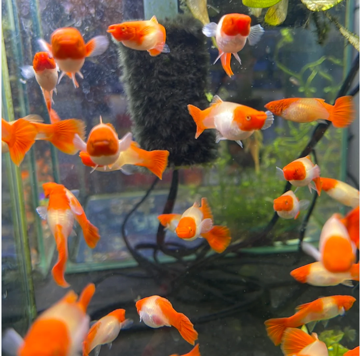 Fancy Albino Red Koi Guppy