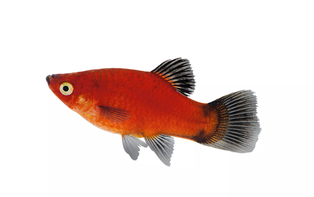 Red Wag Platy - Mix (Non-Gender Specific)