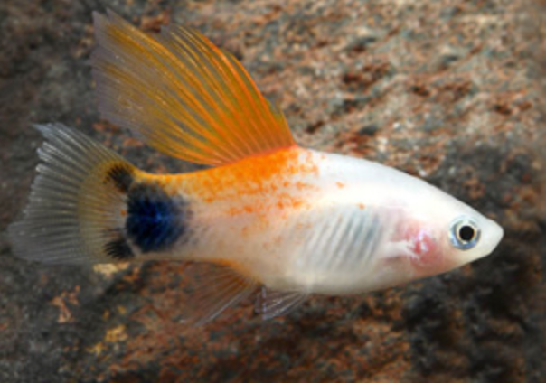 Highfin Candy Crescent Platy (Mickey Mouse) - Mix (Non-Gender Specific)