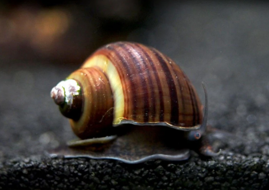 Mystery Snail - Brown (Black Foot)