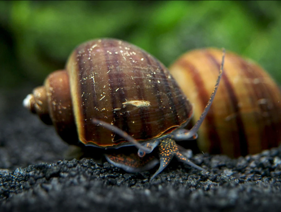 Mystery Snail - Brown (Black Foot)