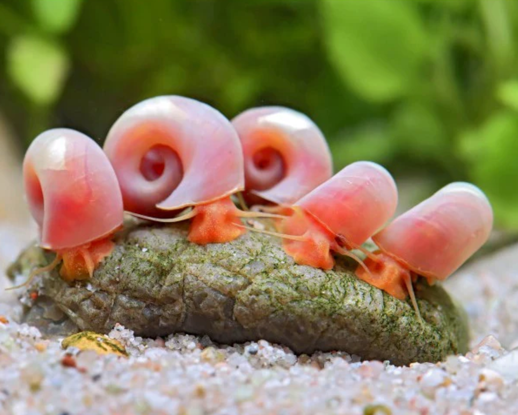 Ram Snails - Bubble Gum (Set of 20)