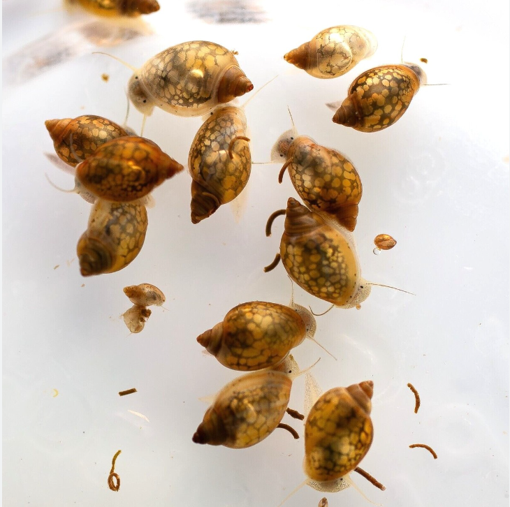 Bladder Snails - Common Pond/Aquarium Snail (Set of 25)