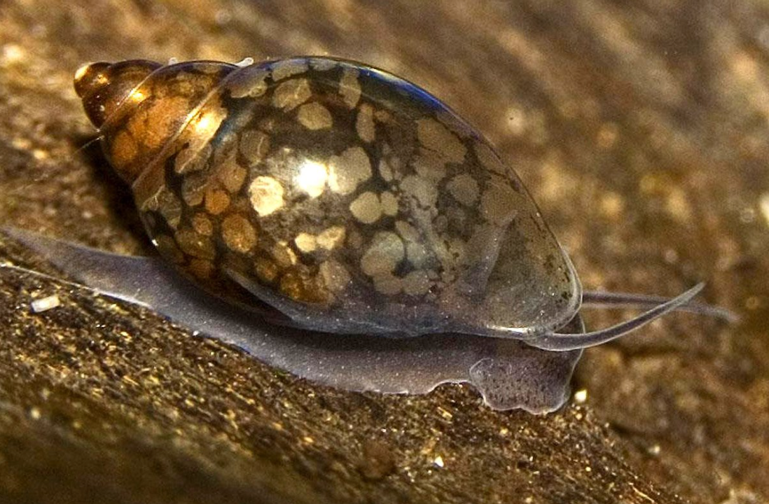 Bladder Snails - Common Pond/Aquarium Snail (Set of 25)