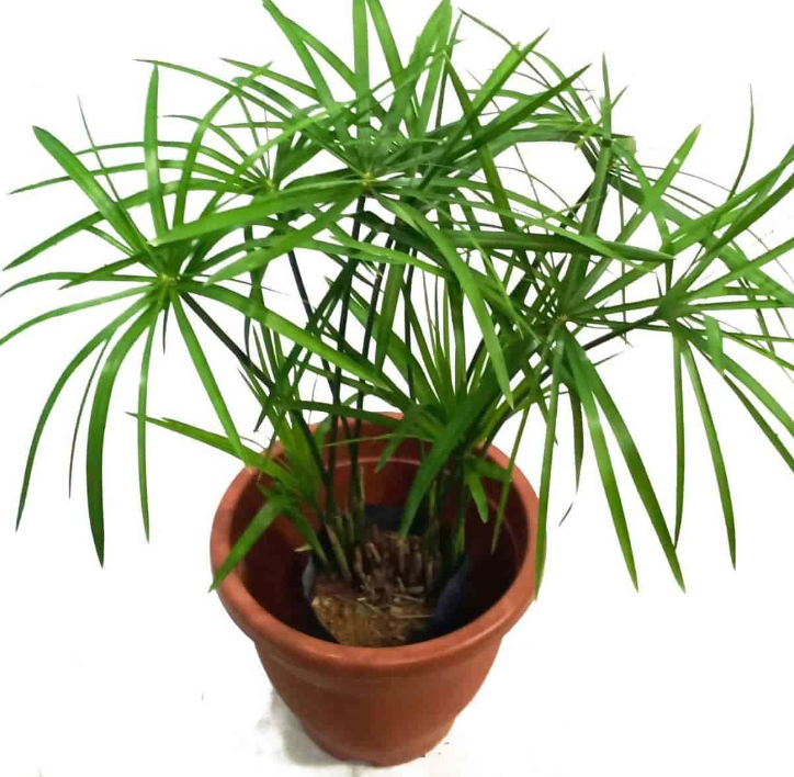 Umbrella Palm