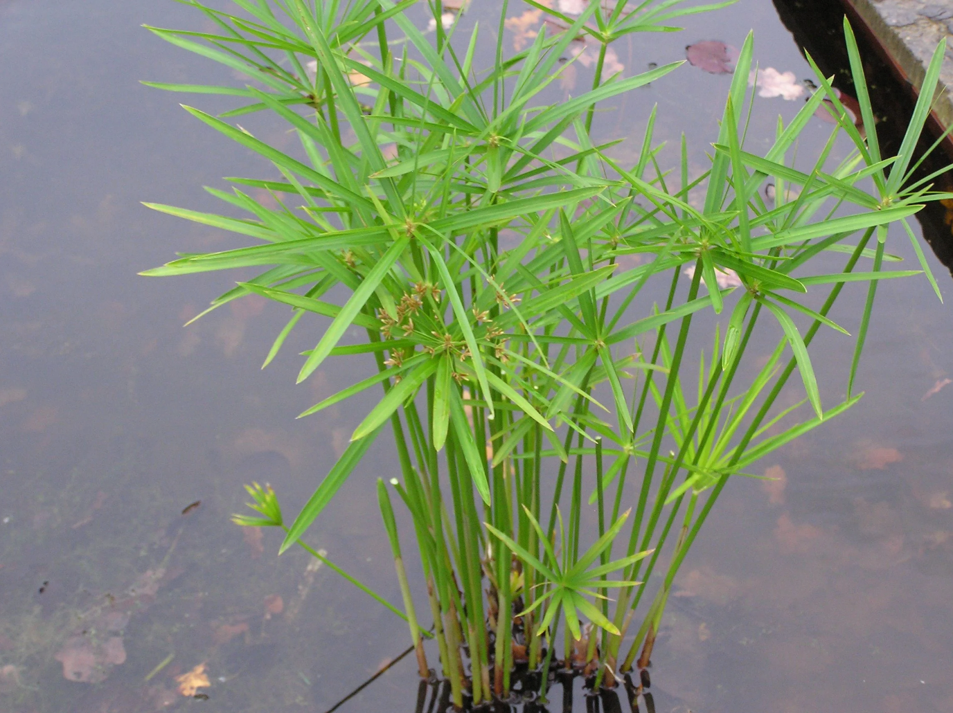 Umbrella Palm