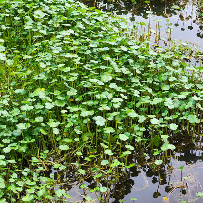 Pennywort