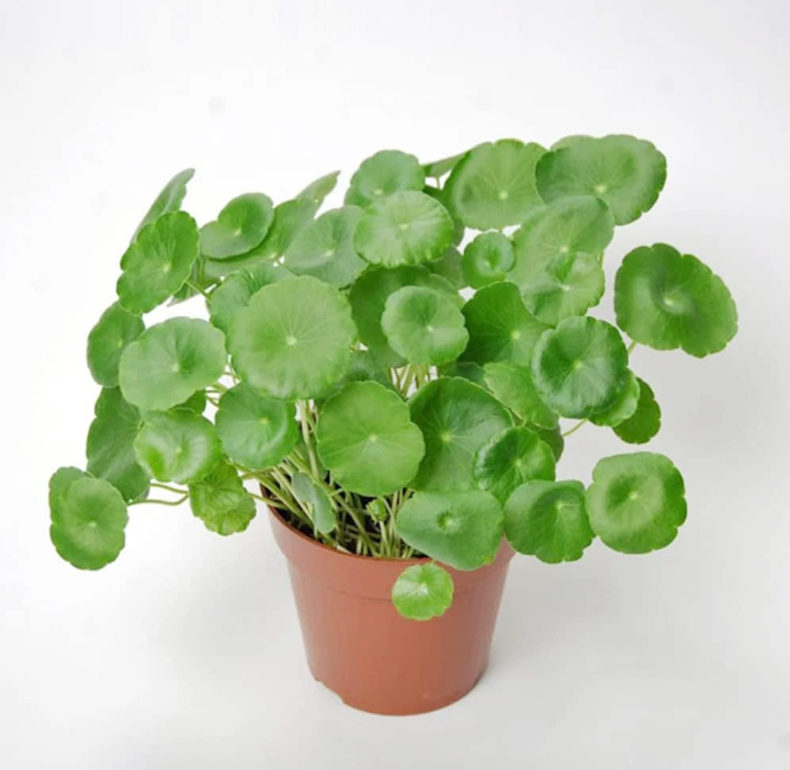 Pennywort