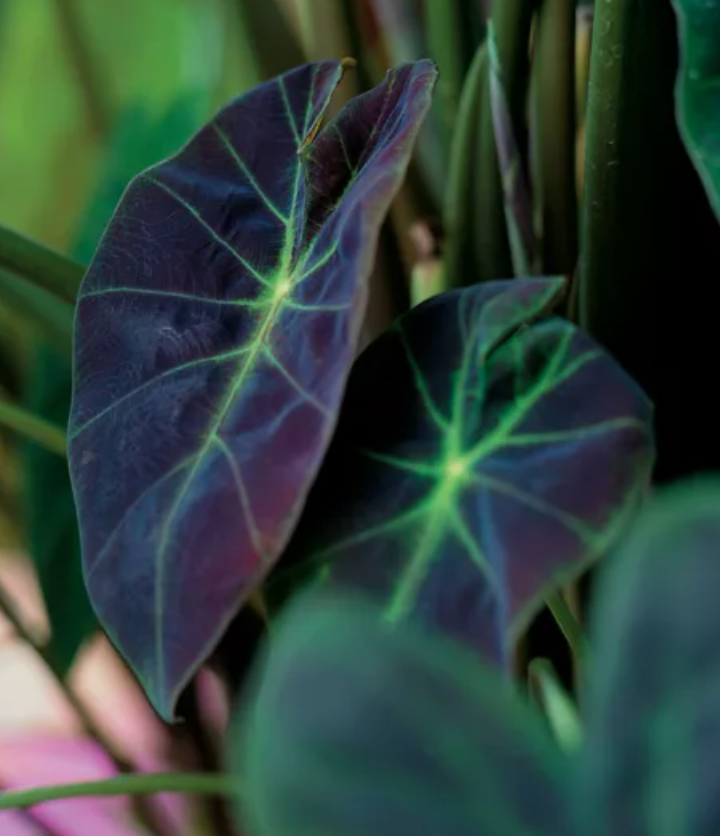 Imperial Taro – Marginal Plant