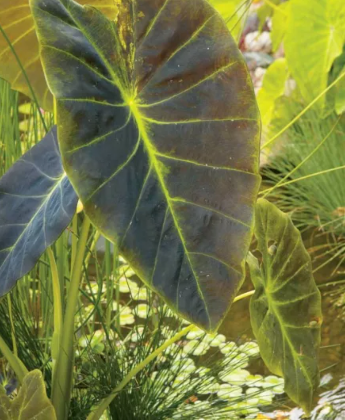 Imperial Taro – Marginal Plant