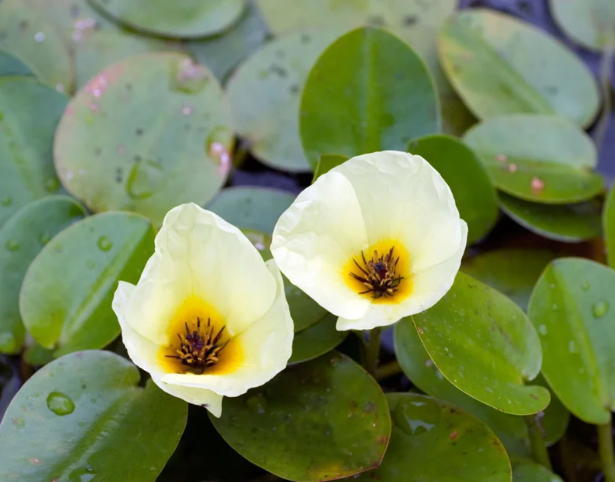 Water Poppy – Surface Floating Plant