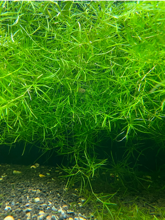 Guppy Grass – Submerged Plant (Small Ziplock Bag Full)