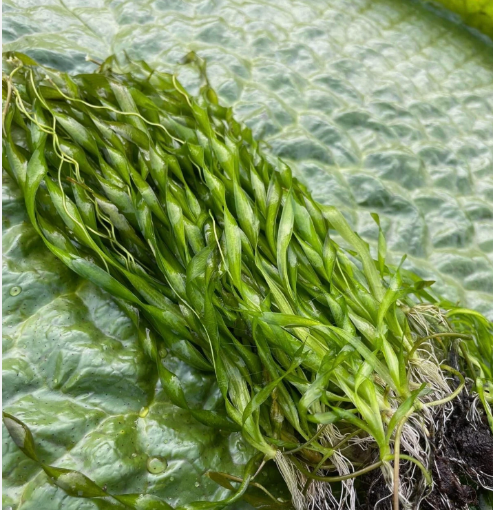 Corkscrew Jungle Val – Submerged Plant (Set of 10)