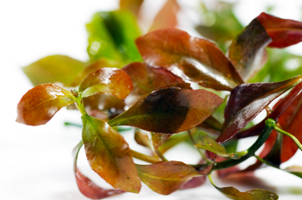 Ludwigia – Submerged/Stem Plant