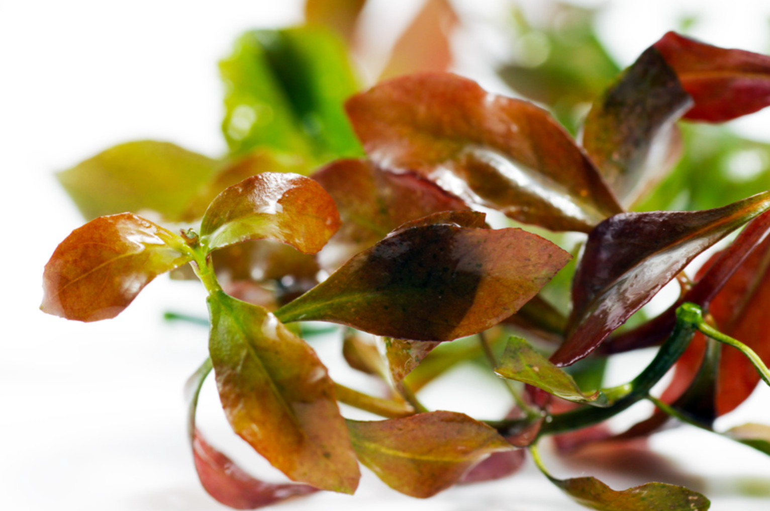 Ludwigia – Submerged/Stem Plant