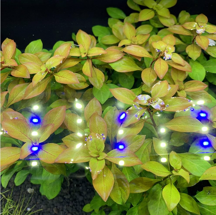 Ludwigia – Submerged/Stem Plant