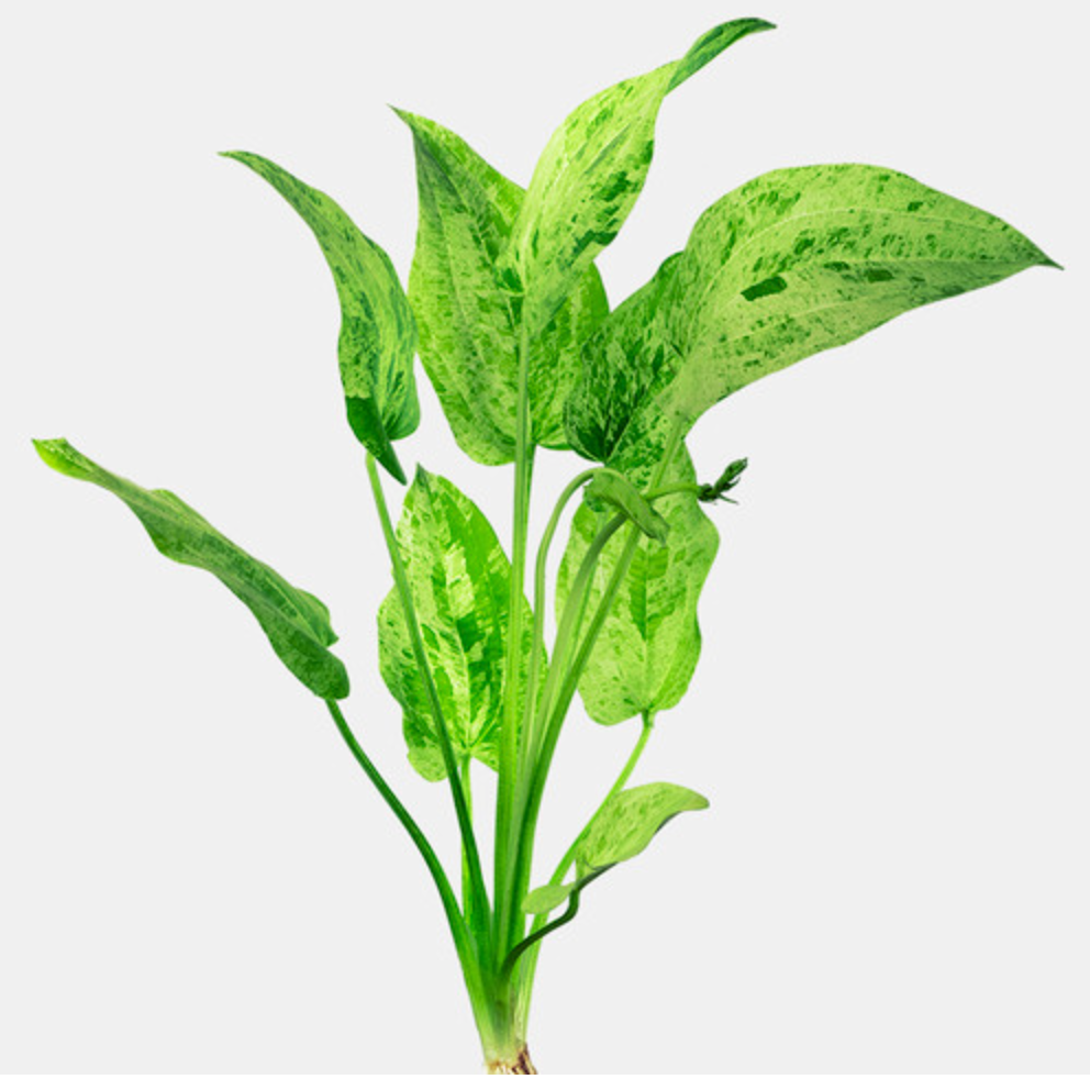 Marble Queen – Radican Sword Plant (Submerged Variegated Plant)