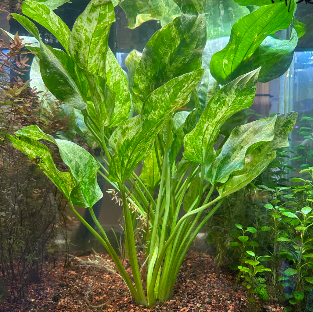 Marble Queen – Radican Sword Plant (Submerged Variegated Plant)