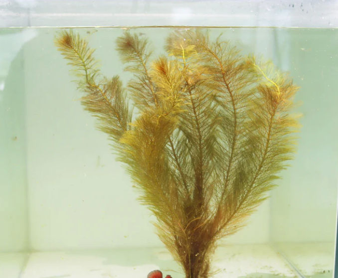 Red Myrio – Submerged Plant