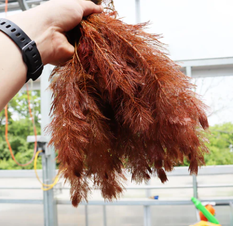 Red Myrio – Submerged Plant