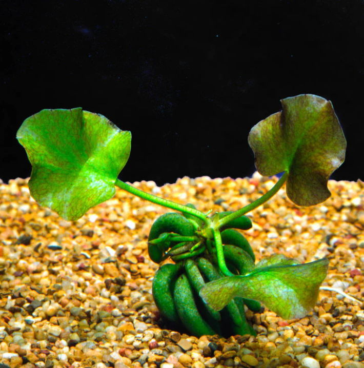 Banana Plant - Submerged Aquarium Plant
