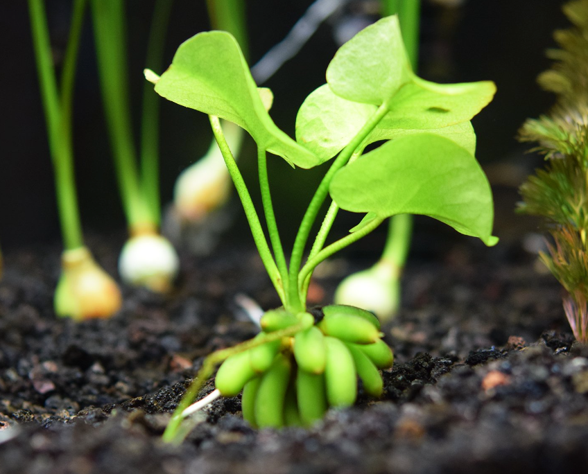 Banana Plant - Submerged Aquarium Plant