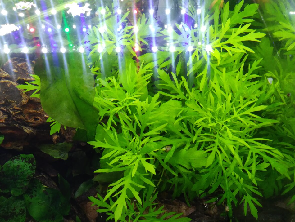 Water Wisteria – Submerged Plant