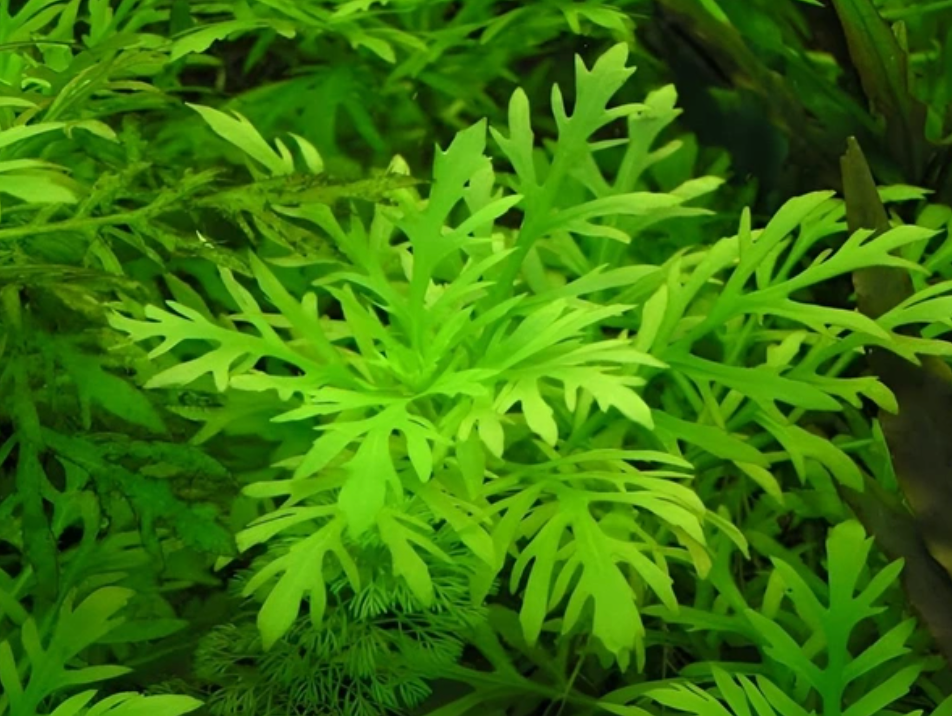 Water Wisteria – Submerged Plant