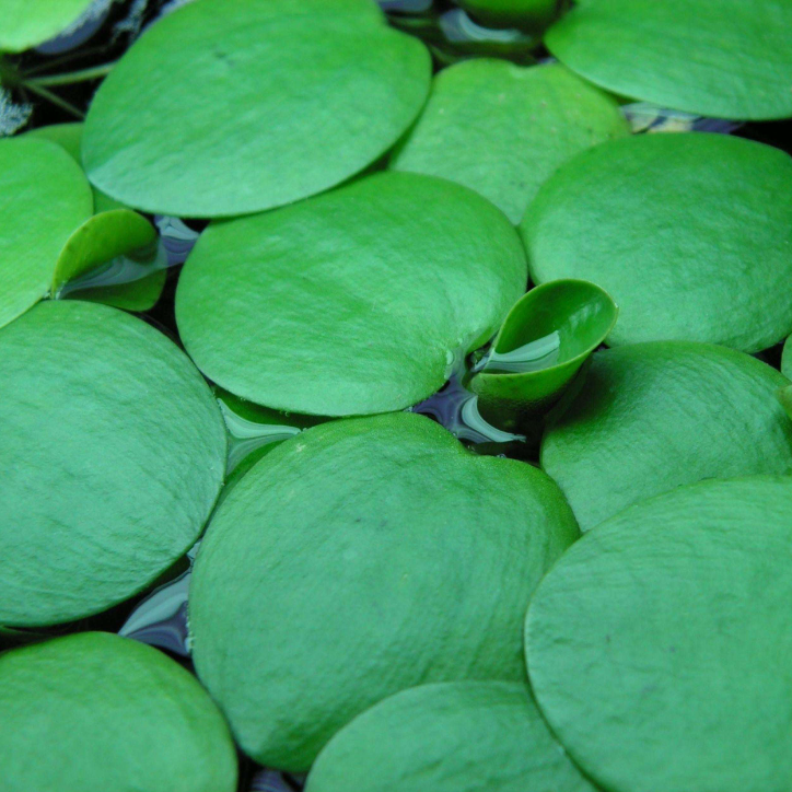 Frogbit – Floating Plant (Set of 8)